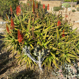 Aloe kedongensis - 5 gallon plant