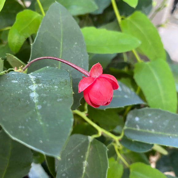 Berberidopsis corallina - 2 gallon plant