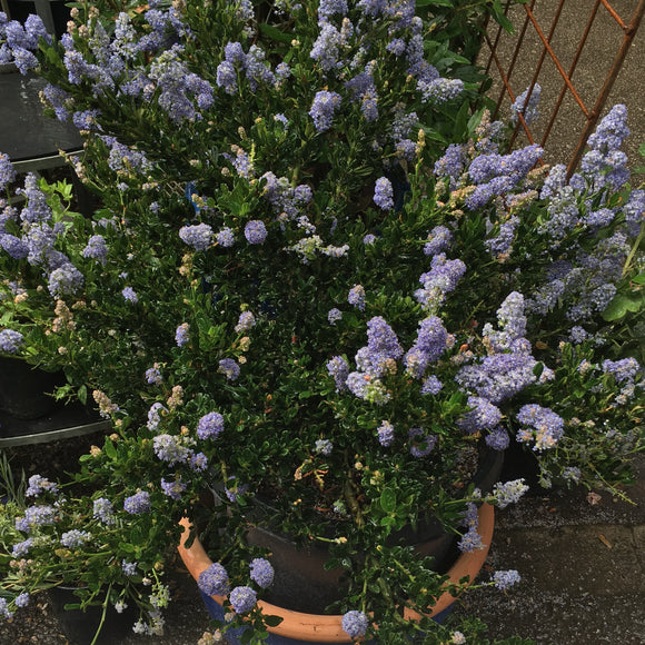 Ceanothus 'Skylark' - 1 gallon plant