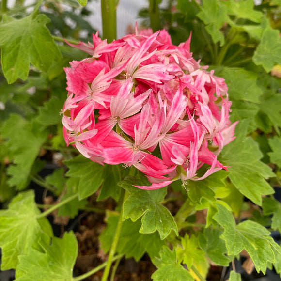 Pelargonium 'Stellar Limeleaf' - 1 gallon plant