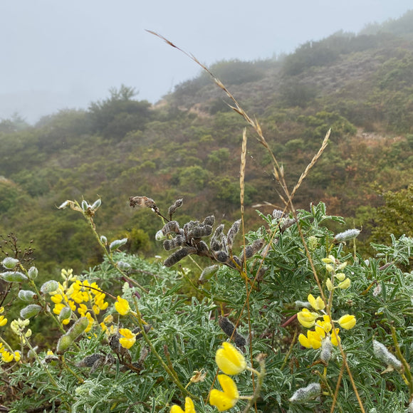 Lupinus arboreus - 1 gallon plant