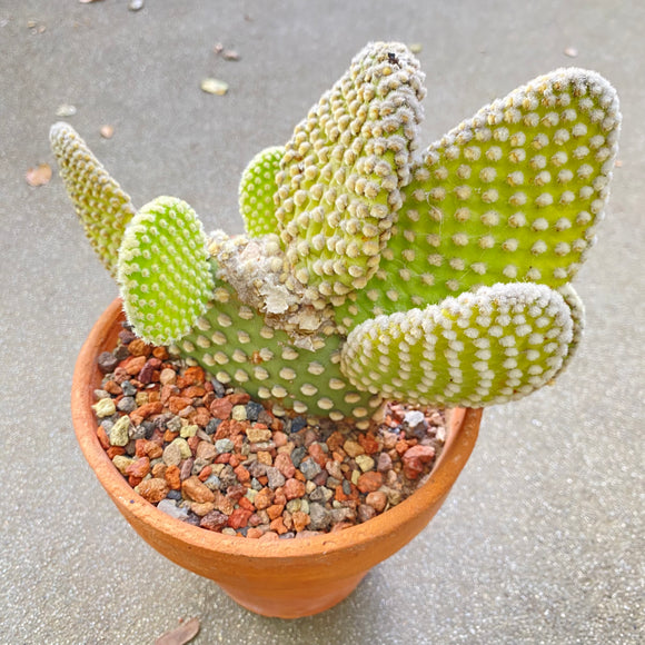 Opuntia microdaysis - 6 inch plant