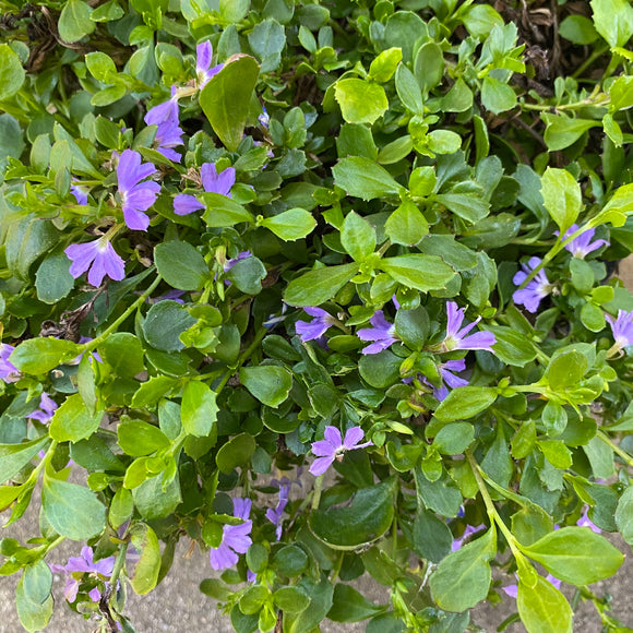 Scaevola albida 'Mauve Clusters' - 1 gallon plant