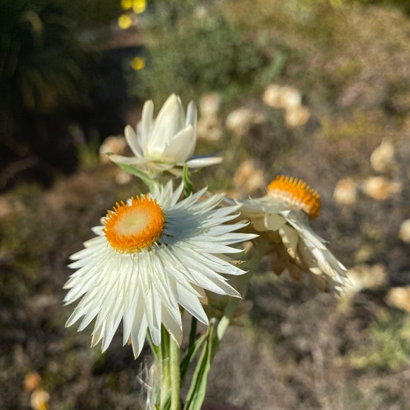 Xerochrysum bracteatum (white flower) - 2 gallon plant