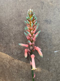 Aloe dorotheae - 1 gallon plant