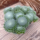 Sempervivum ciliosum - 6 inch plant