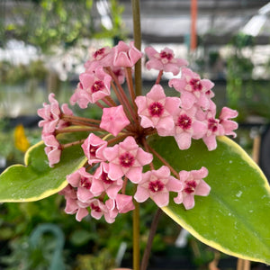 Hoya carnosa variegated (new growth light pink) - 6 inch hanging plant