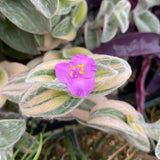 Tradescantia sillamontana (variegated) - 6 inch plant