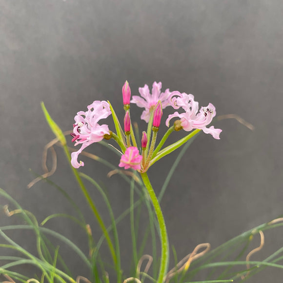 Nerine filifolia - 6 inch plant