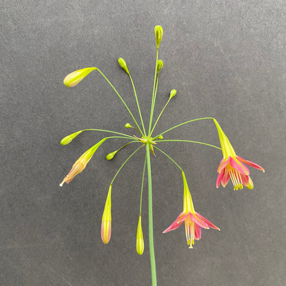 Bessera elegans (pink form) - 4 inch plant