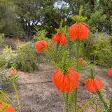 Beaufortia sparsa - 1 gallon plant