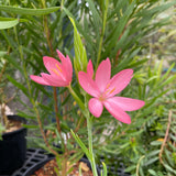 Hesperantha (Schizostylis) coccinea pink flower - 1 gallon plant