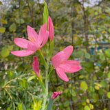 Hesperantha (Schizostylis) coccinea pink flower - 1 gallon plant