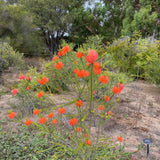 Beaufortia sparsa - 1 gallon plant