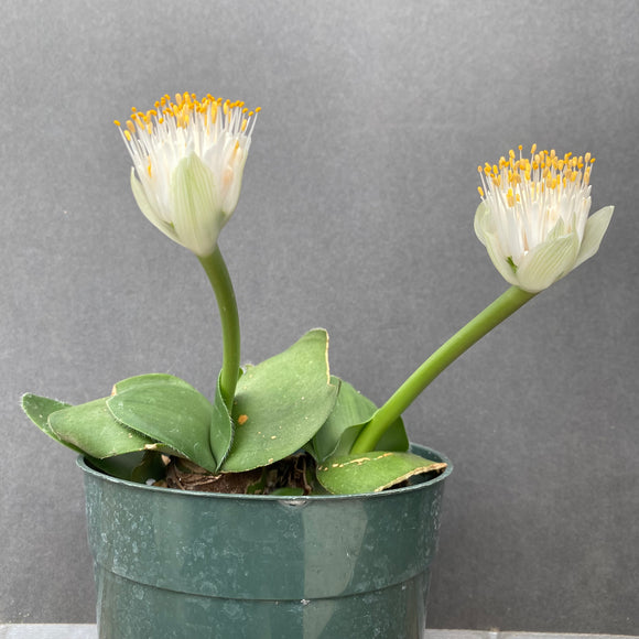 Haemanthus albiflos - 6 inch plant