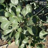 Cussonia thyrsiflora - 1 gallon plant