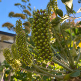 Cussonia thyrsiflora - 1 gallon plant
