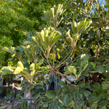 Cussonia thyrsiflora - 1 gallon plant