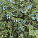 Salvia bullulata - 1 gallon plant