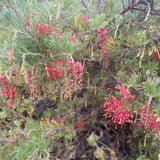 Grevillea preissii subsp. glabrilimba - 5 gallon plant