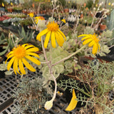 Caputia medley-woodii