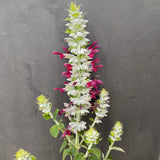 Salvia leucocephala - 1 gallon plant