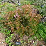 Chamelaucium x verticordia 'Jasper' - 1 gallon plant