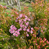 Chamelaucium x verticordia 'Jasper' - 1 gallon plant