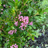Syzygium smithii 'Mini Pilly' - 1 gallon plant