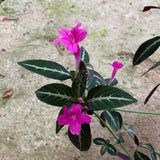 Ruellia mayokana - 8 inch hanging plant