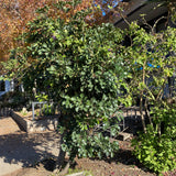 Cussonia thyrsiflora - 1 gallon plant