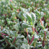 Oscularia deltoides - 4 inch plant
