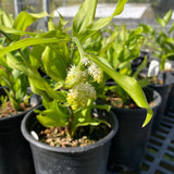 Maianthemum racemosum - 1 gallon plant