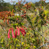 Erica glandulosa subs. fourcadei - 1 gallon plant