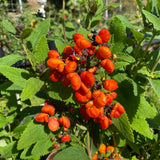Calceolaria integrifolia 'Kentish Hero' - 1 gallon plant