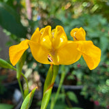 Cypella aquatilis - 6 inch plant