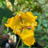 Cypella aquatilis - 6 inch plant