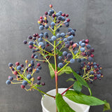 Fuchsia arborescens 'Blutini' - 1 gallon plant