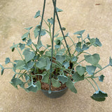 Senecio oxyrifolius subsp. tropaeolifolius - 6 inch hanging plant