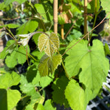 Vitis girdiana - 2 gallon plant