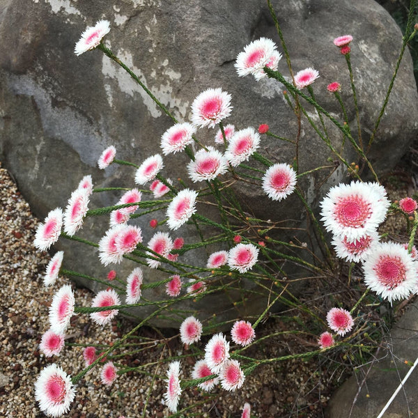 Actinodium cunninghamii - 2 gallon plant – Norrie's Gift and