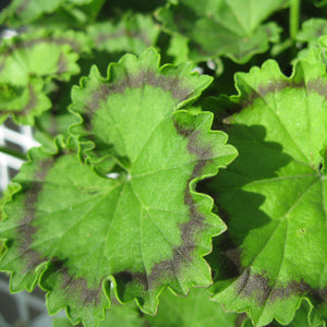 Pelargonium 'Distinction' - 1 gallon plant