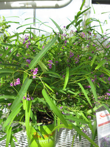 Hardenbergia violacea 'HB1' Meema™ - 1 gallon plant