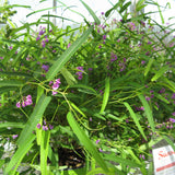 Hardenbergia violacea 'HB1' Meema™ - 1 gallon plant