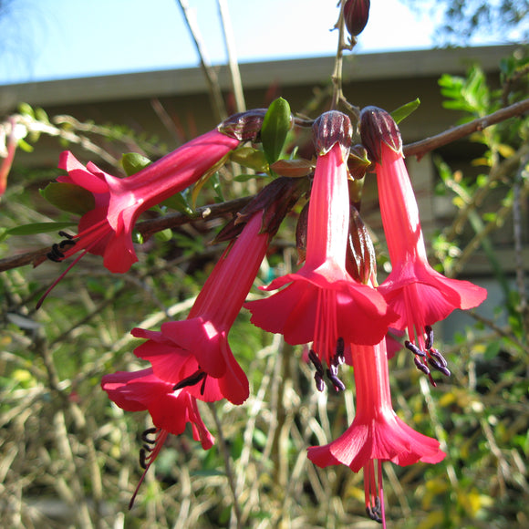 Cantua buxifolia - 1 gallon plant