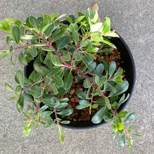 Arctostaphylos uva-ursi 'Green Supreme' - 1 gallon plant