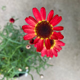 Argyranthemum (single red) - 1 gallon plant