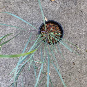 Acacia stenophylla - 1 gallon plant