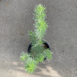 Adenanthos sericeus - 1 gallon plant