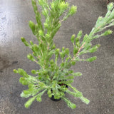 Adenanthos sericeus - 1 gallon plant